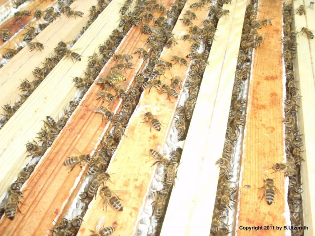 Im Honigraum verwandeln die Bienen den Planzennektar zu Honig